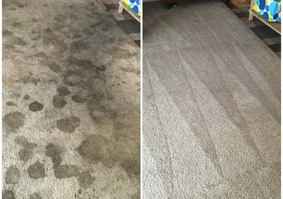 Carpet Cleaning Results